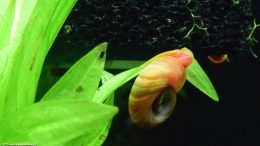 Ramshorn Snail Eating Soft Algae