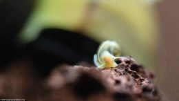 Ramshorn Snail Eyes, Closeup