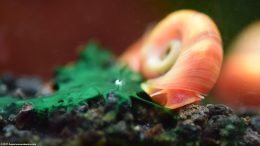 Ramshorn Snail Feeding