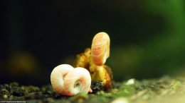 Ramshorn Snail Feeding In Freshwater Tank