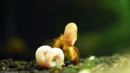 Ramshorn Snail Feeding In Freshwater Tank