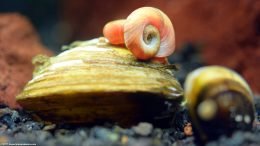 Ramshorn Snail On Freshwater Clam Shell