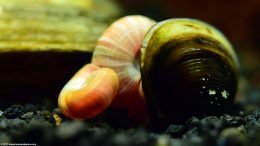 Ramshorn Snail And Freshwater Clams Are Tank Mates