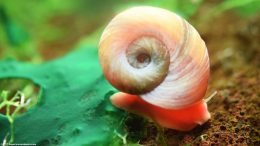 Ramshorn Snail On Lava Rock