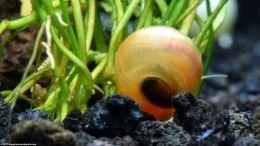 Ramshorn Snail On Micro Sword Plant