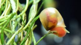 Ramshorn Snail And Micro Sword Leaf