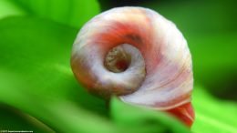 A Ramshorn Snail Shell, Color and Texture