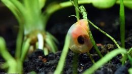 Ramshorn Snail: Shell And Body, Closeup