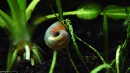 Ramshorn Snail Shell, Closeup