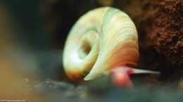 Ramshorn Snail Shell Color