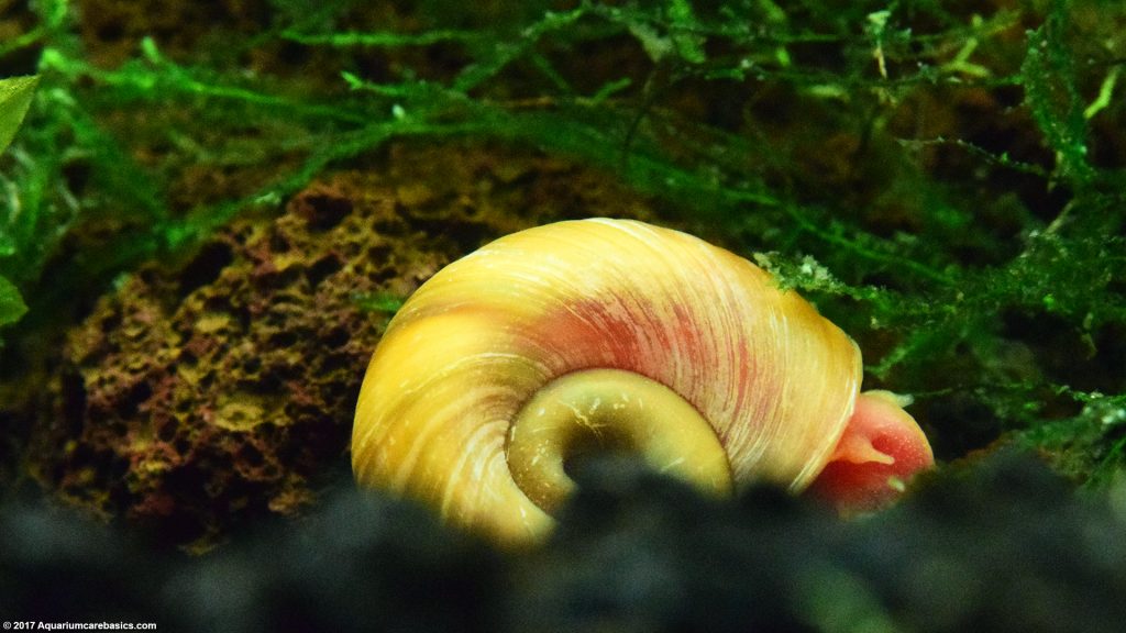 Ramshorn Snail Care, Size, Food, Reproduction, Lifespan Video