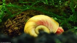 Ramshorn Snail Shell Texture