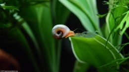 Ramshorn Snail Shell On White Sandriana Plant