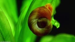 Ramshorn Snail Shell Whorl