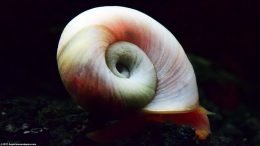 Ramshorn Snail Shell Whorl To Aperture