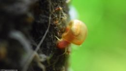 Ramshorn Snail On Sponge Filter