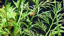 Ramshorn Snail On Water Sprite