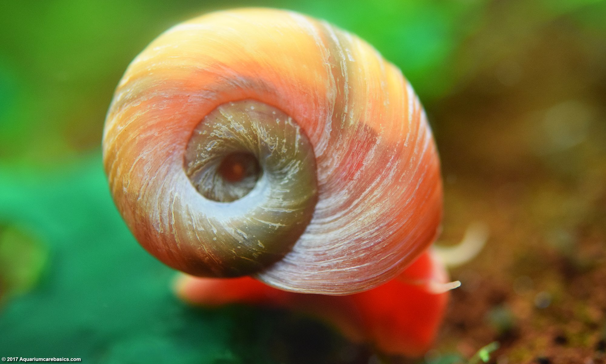 Ramshorn Snail Showing Off Its Healthy Shell In A Freshwater Tank