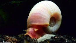 Ramshorn Snails Are Good Tank Cleaners