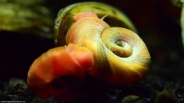 Ramshorn Snails Cleaning Shells