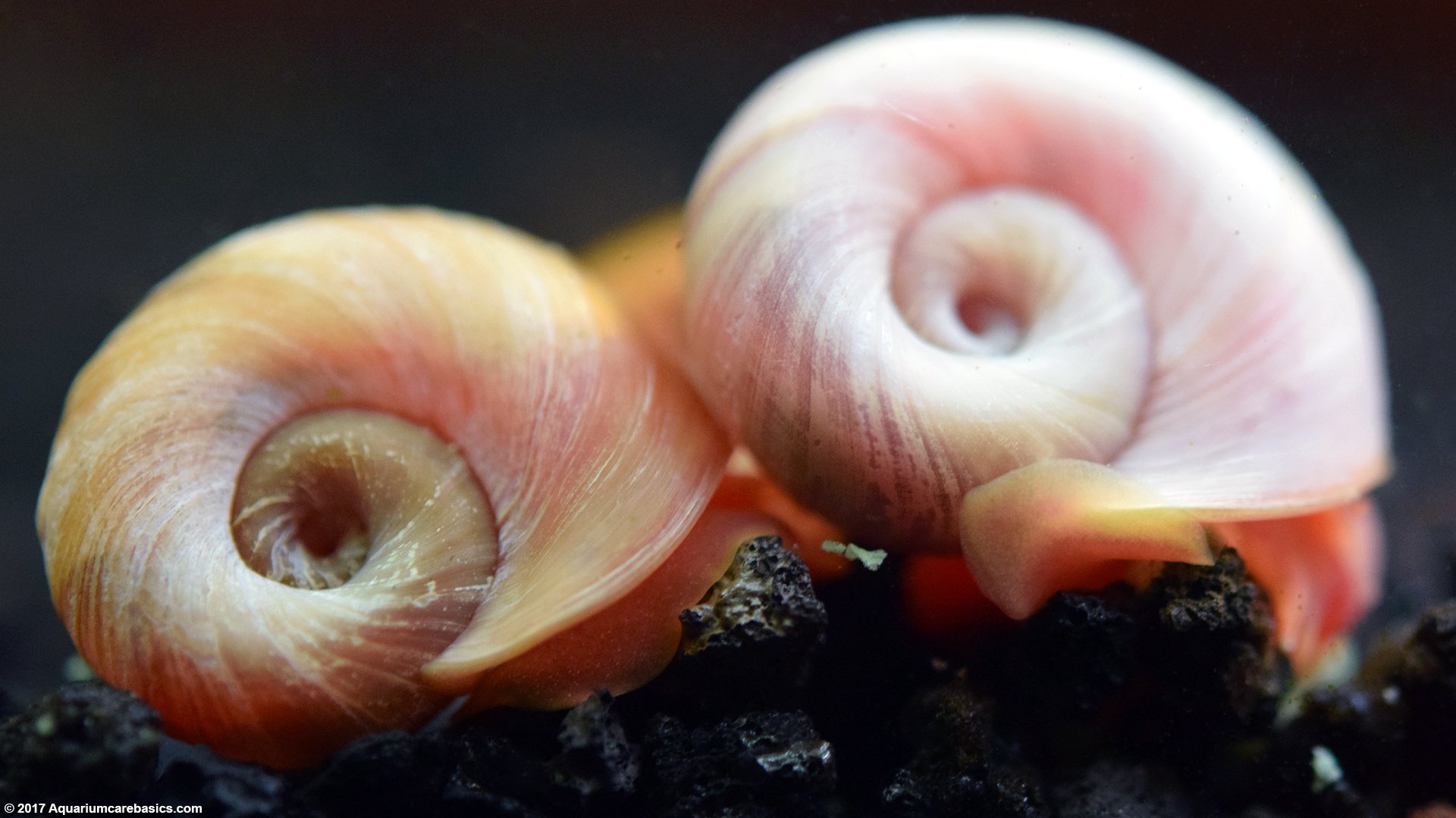 Topick Aquarium - Red Ramshorn Snail
