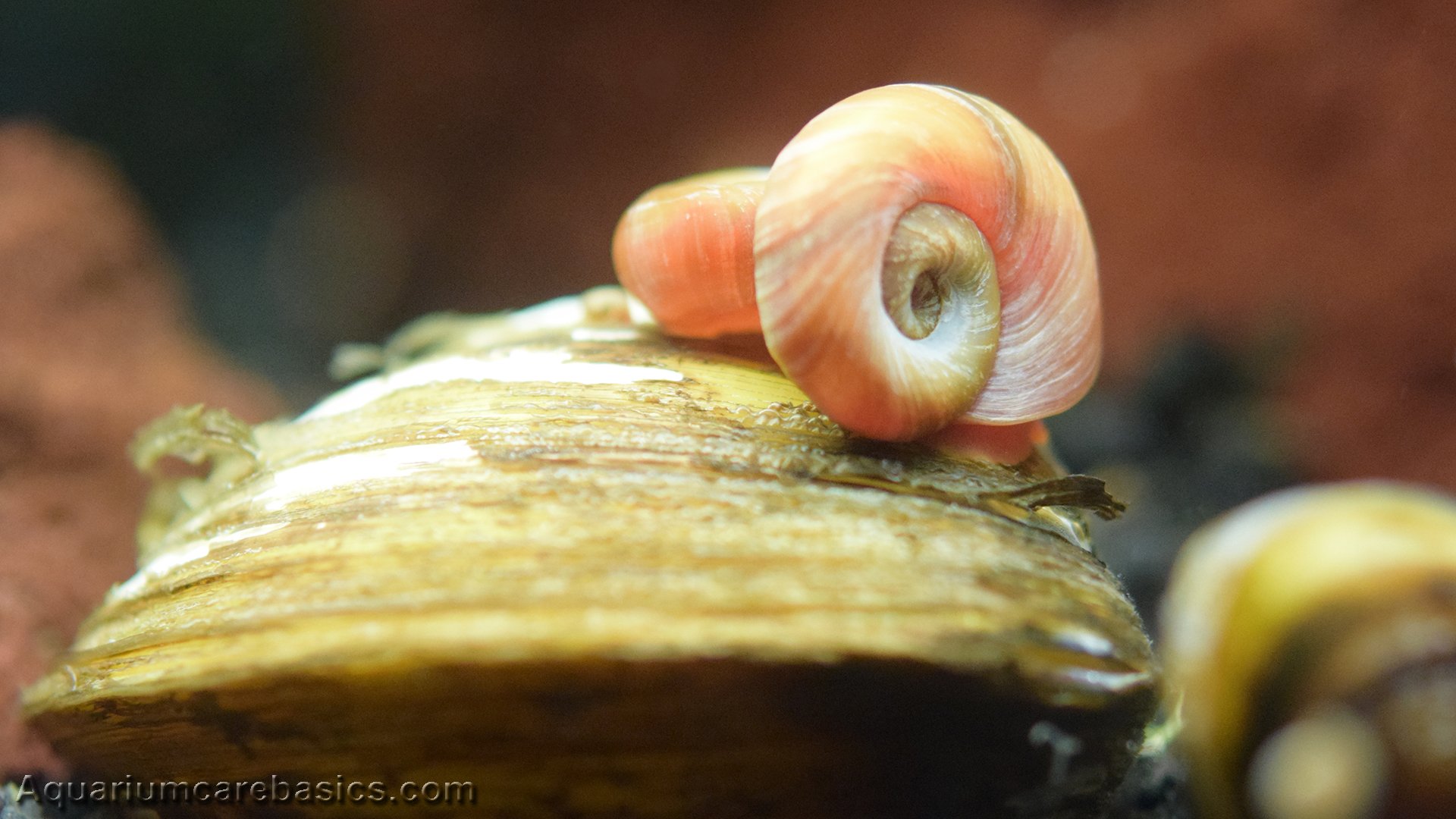 Topick Aquarium - Red Ramshorn Snail