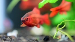 Red Cherry Barb Near A Green Plant