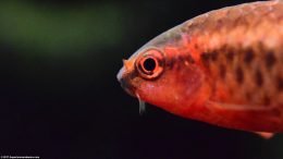 Red Cherry Barb, Eye Closeup