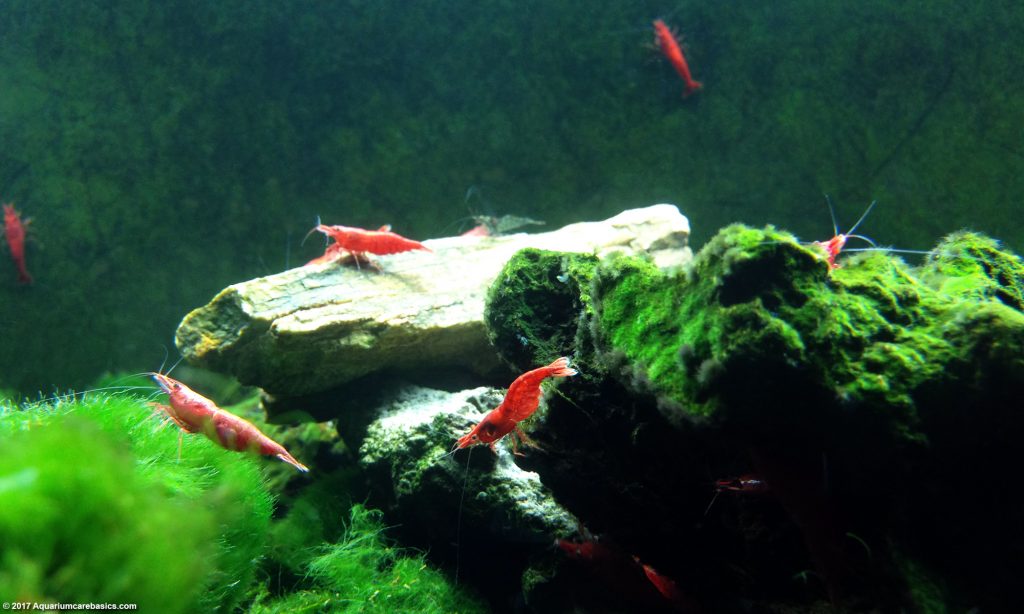 Image showcasing Red Cherry Shrimp Eating Algae Off Aquarium Glass