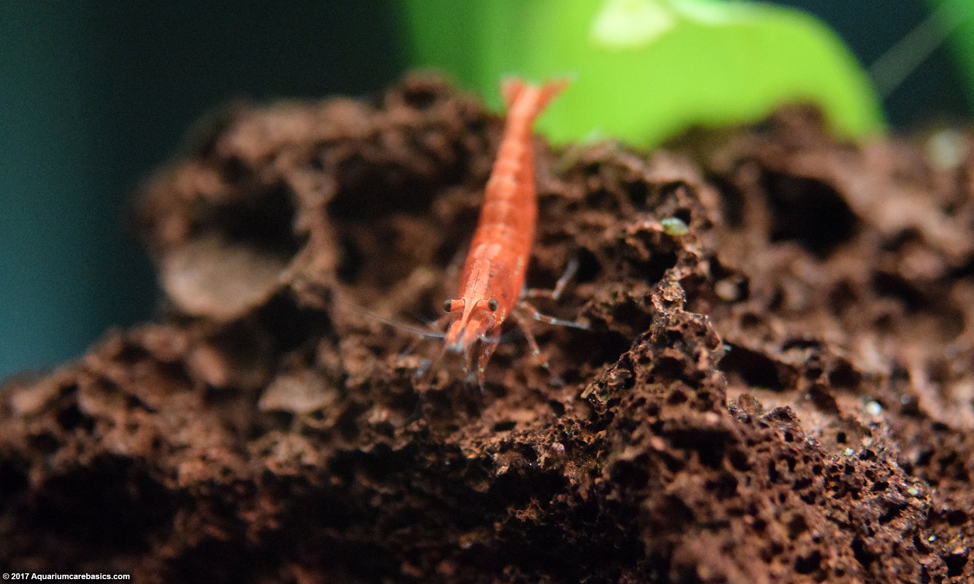 Red Cherry Shrimp Can Be Algae Eating Machines