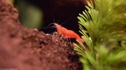 Neocaridina heteropoda In A Freshwater Aquarium Setup