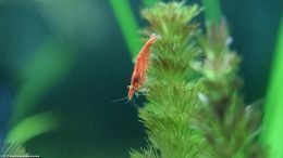 Neocaridina heteropoda On Cabomba Plant