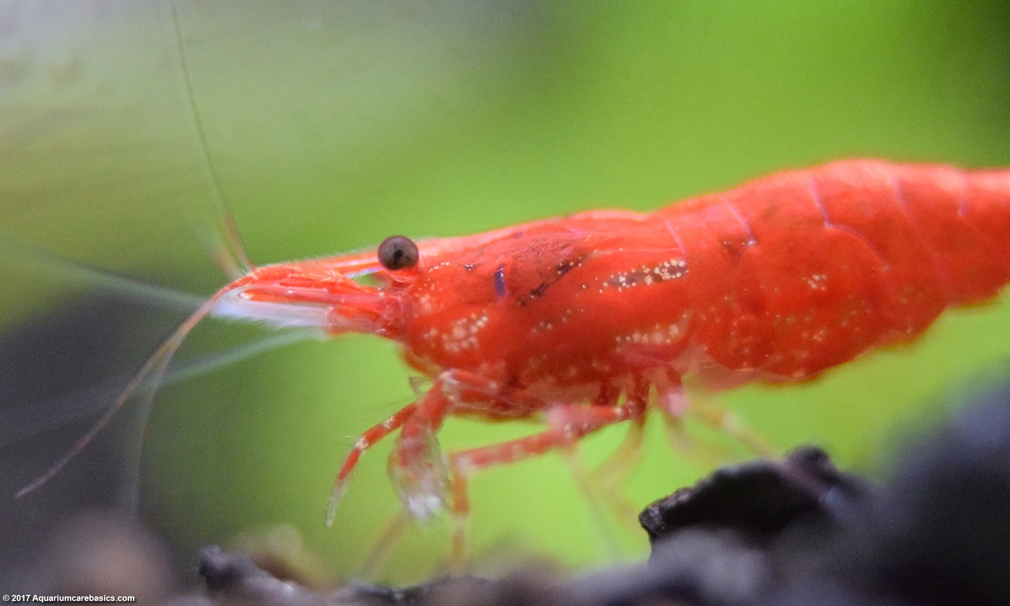 cherry shrimp cold water fish