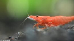 Neocaridina heteropoda, Closeup