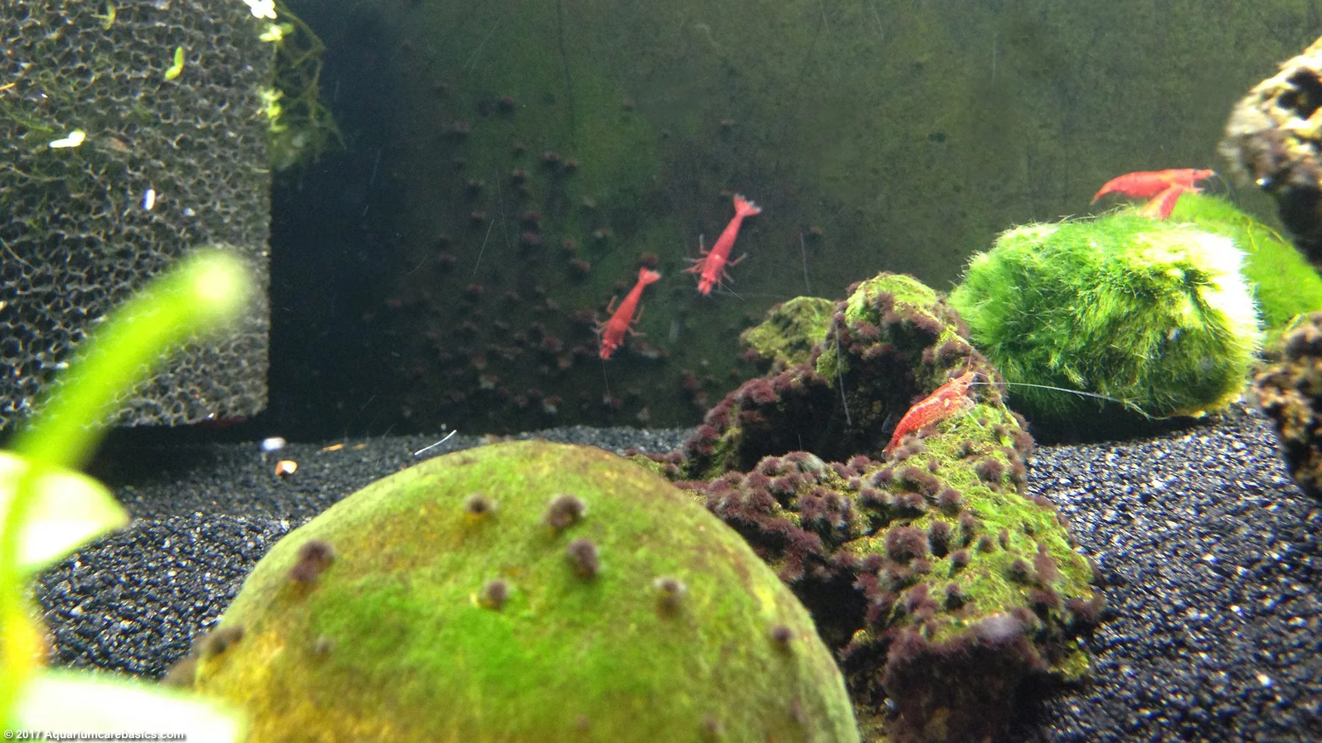 Red Cherry Shrimp Eating Algae Growing On Glass