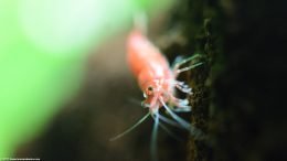 Red Cherry Shrimp Showing Eye, Closeup