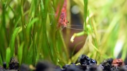Red Cherry Shrimp On Micro Sword Plant