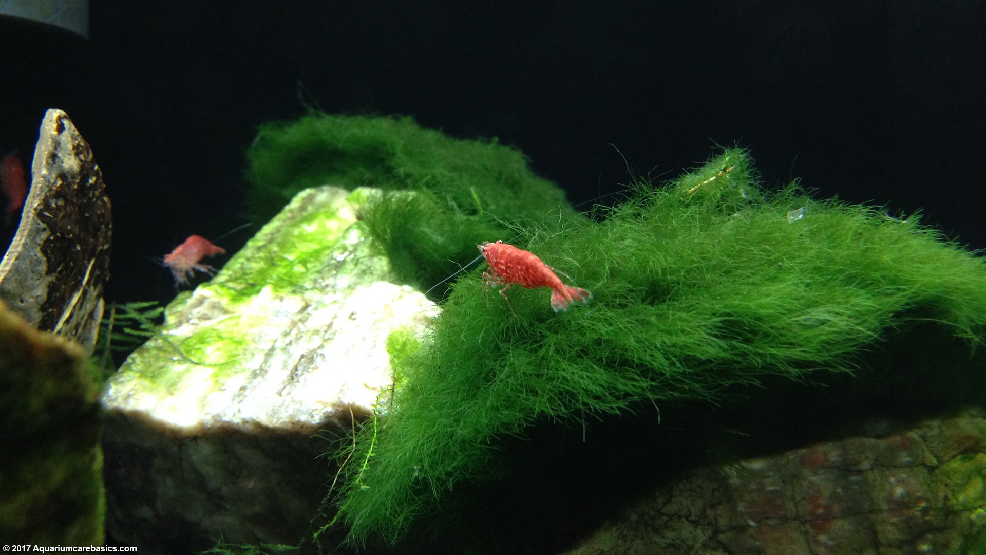 Image Of Red Cherry Shrimps On Moss Ball Fishtank Aquarium Stock