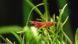 Red Cherry Shrimp In A Planted Tank