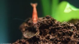 Red Cherry Shrimp Showing Eye, Closeup