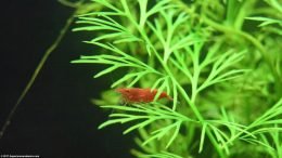 Red Cherry Shrimp On Water Sprite