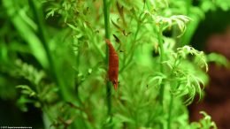 Red Cherry Shrimp On Water Sprite Stem