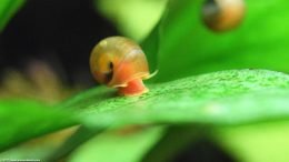 Red Ramshorn Snail On Anubias Barteri Plant