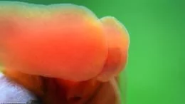 Red Ramshorn Snail On Aquarium Glass