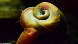 Red Ramshorn Snail Care
