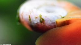 Red Ramshorn Snail Shell