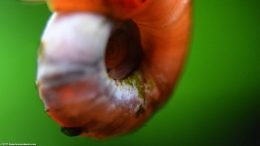 Red Ramshorn Snail Shell With Algae Growing