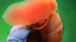 Red Ramshorn Snail Shell, Closeup