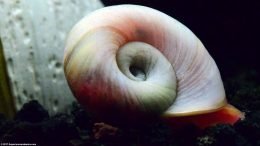 Red Ramshorn Snail Shell Color Can Change With Age