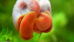 Red Ramshorn Snails On Aquarium Glass